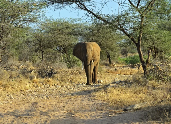 Elefante —  Fotos de Stock