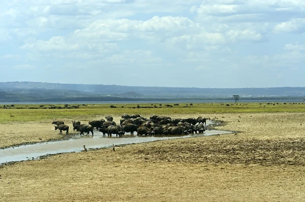 Búfalo africano — Foto de Stock