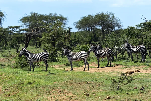 Zebra. — Fotografia de Stock