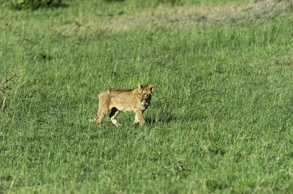 León. — Foto de Stock