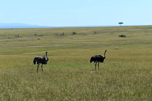 Ostrich — Stock Photo, Image