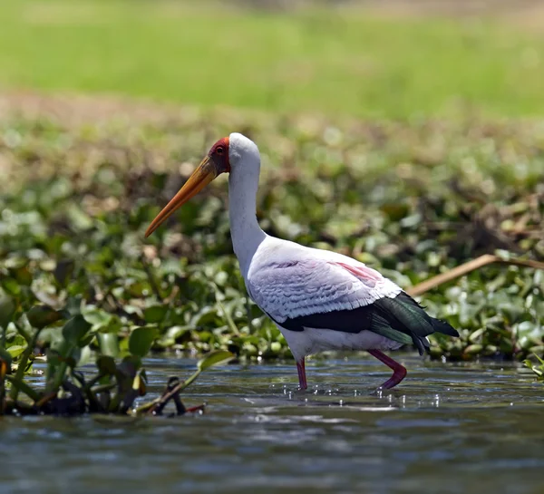 Yellow-Billed Stork — Stock Photo, Image