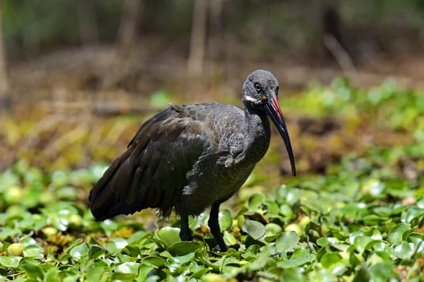 Parc national africain Hadeda Ibis Lac Naivasha — Photo