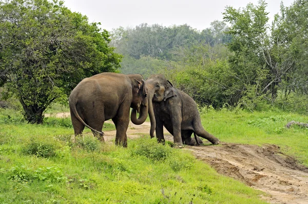 Olifant — Stockfoto