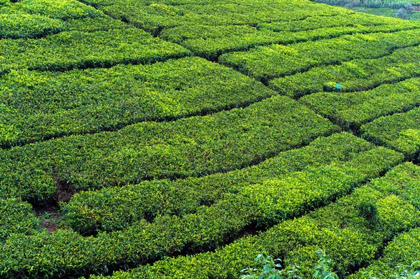 Sri Lanka — Stok fotoğraf