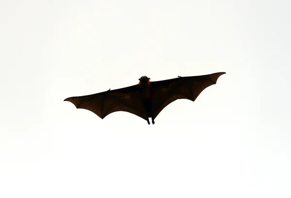 Flying Dogs — Stock Photo, Image