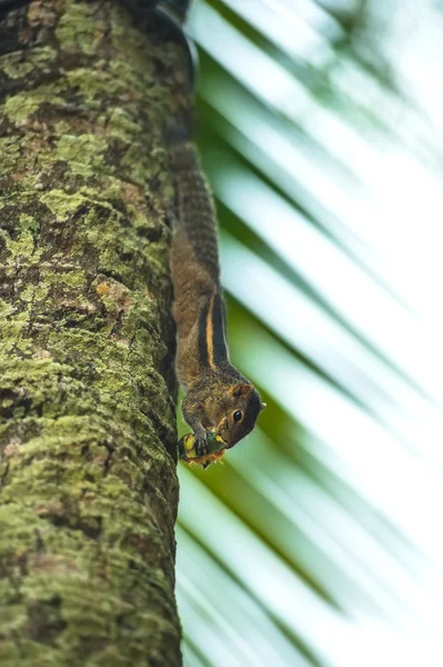 Sri Lanka — Stockfoto