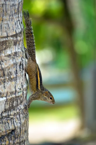 Chipmunk — Stock Photo, Image