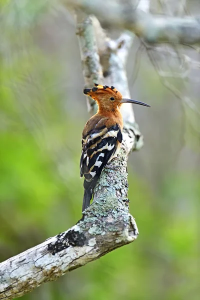 ¡Hoopoe! — Foto de Stock