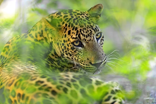 Leopardo — Foto de Stock