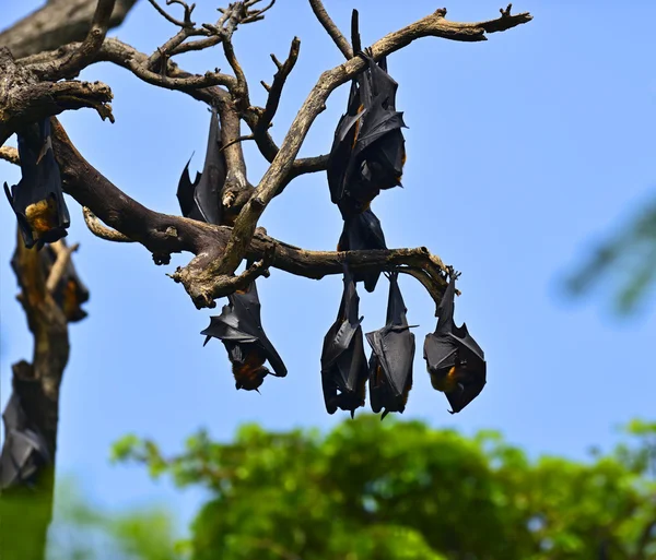 Flying Dogs — Stock Photo, Image