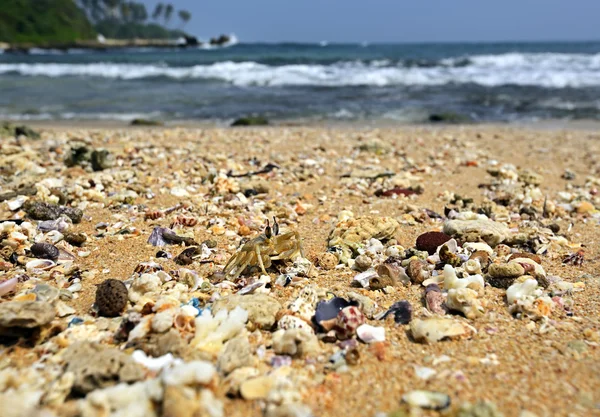 Crabs — Stock Photo, Image