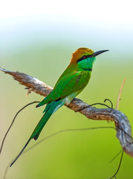 Bee-eater in the wild on the island of Sri Lanka — Stock Photo, Image