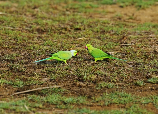 Green parrot — Stock Photo, Image