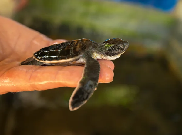 Tortuga — Foto de Stock