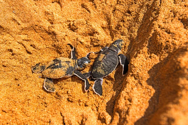 Tortuga — Foto de Stock