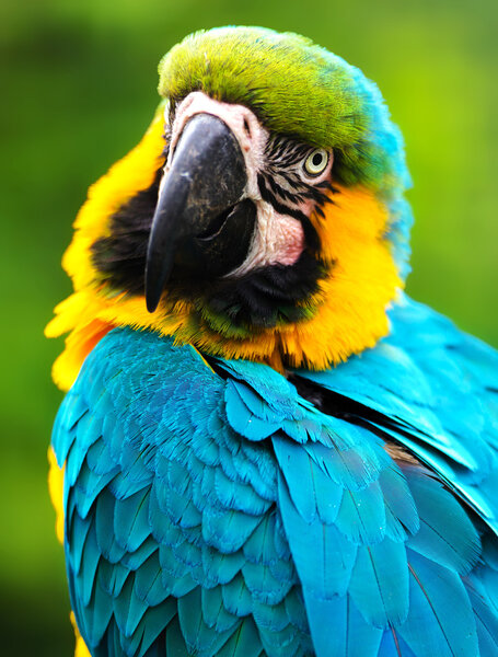 Parrot bird (Severe Macaw) sitting on the branch