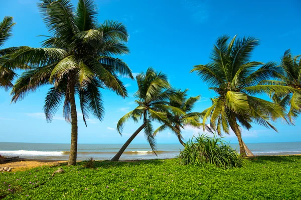 Sri Lanka — Foto Stock