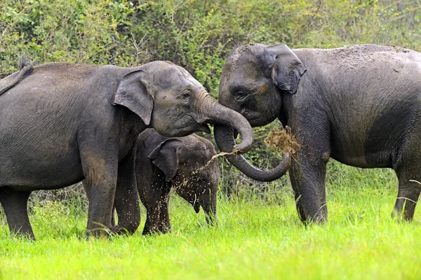 Elephant — Stock Photo, Image