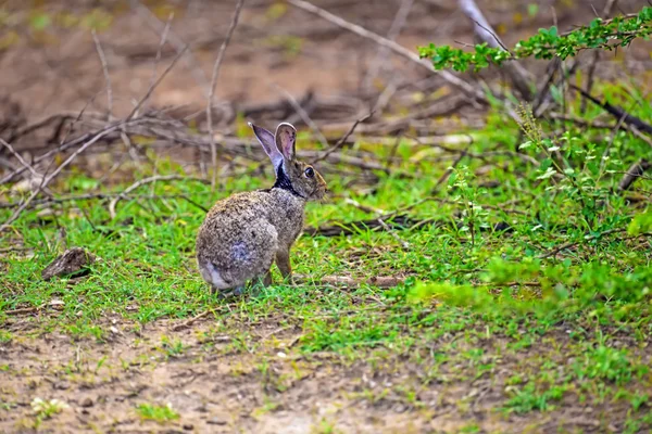 Hare — Stockfoto