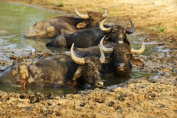 Bufalo — Foto Stock