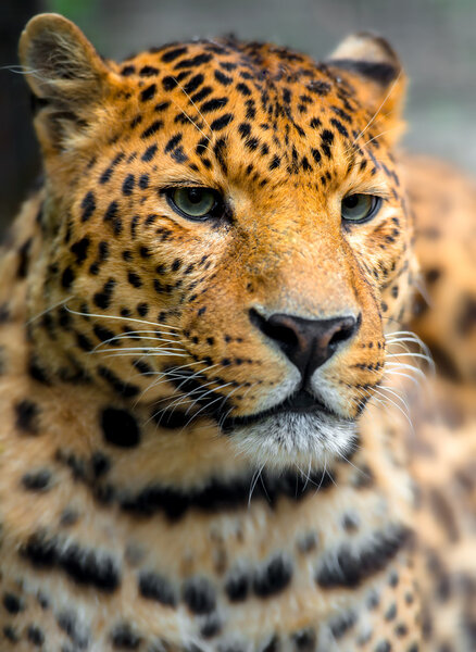 Leopard in the wild on the island of Sri Lanka