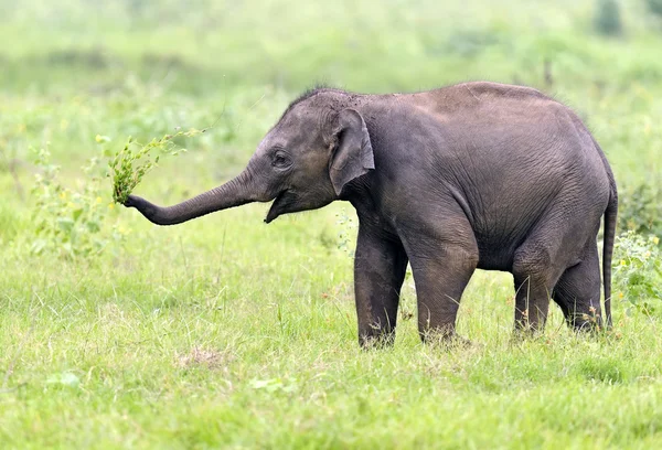 Elefante — Foto de Stock