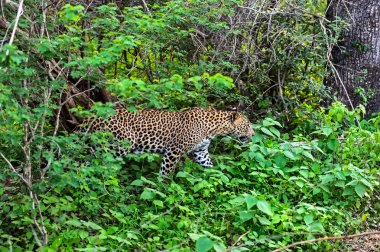 leopar