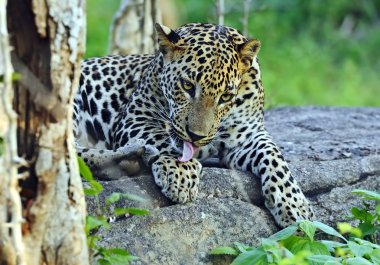 leopar