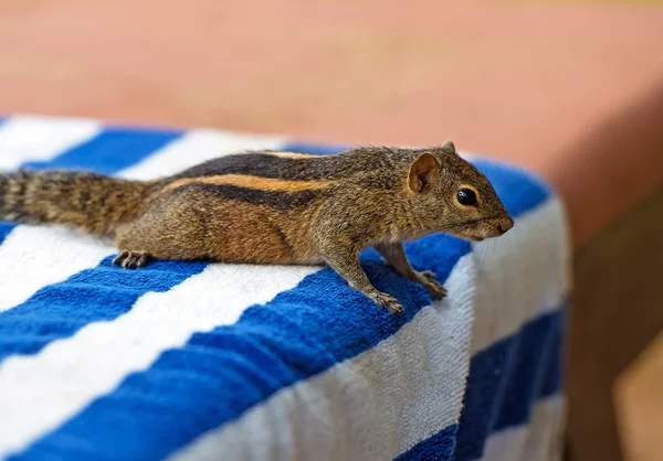 Chipmunk — Stock Photo, Image