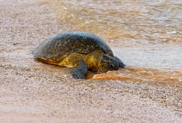 Tortuga — Foto de Stock