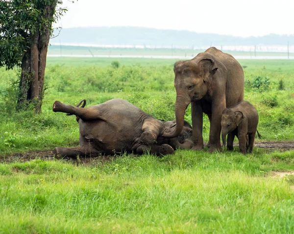 Elephant — Stock Photo, Image