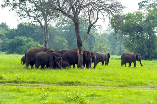 Olifant — Stockfoto