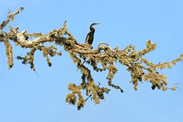 Mais escuro. — Fotografia de Stock