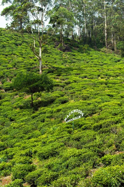 Sri Lanka — Zdjęcie stockowe