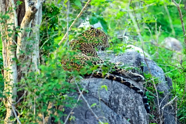 Leopard — Stock Photo, Image