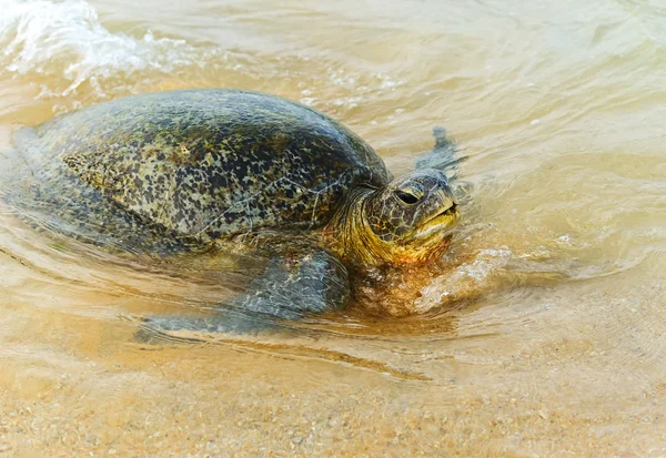 Tortuga — Foto de Stock