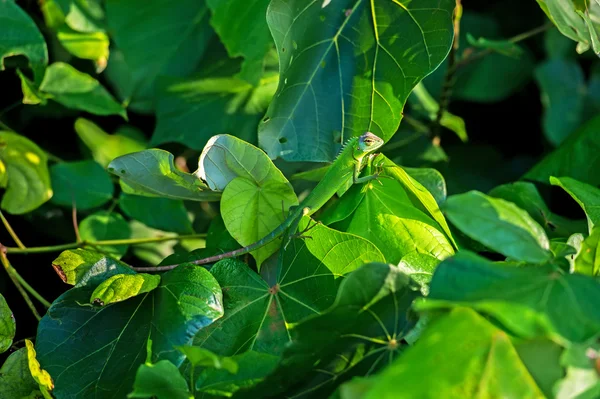 Chameleon — Stock Photo, Image