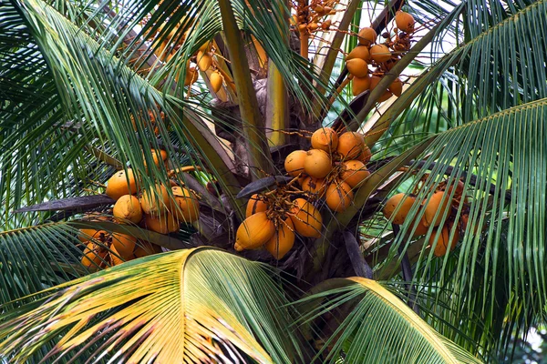 Sri Lanka — Stock Photo, Image