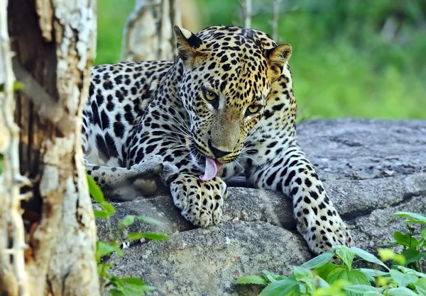 Leopard — Stock Photo, Image