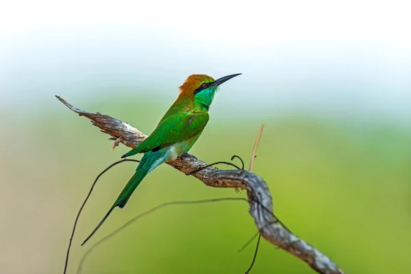 Bee-eater in the wild on the island of Sri Lanka — Stock Photo, Image