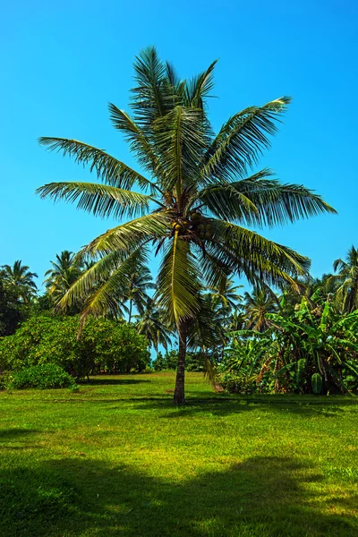 Srí lanka — Stock fotografie