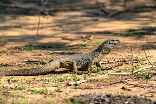 Leguaan — Stockfoto