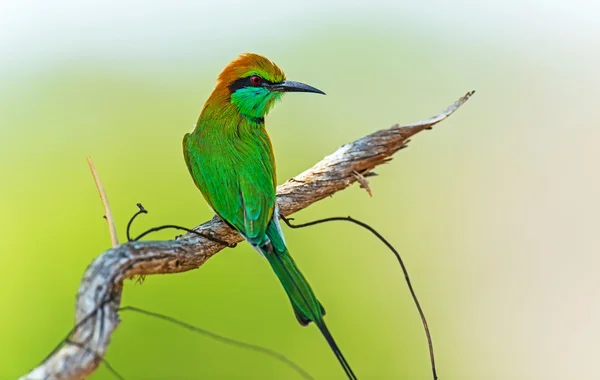 Bee-eater in the wild on the island of Sri Lanka — Stock Photo, Image