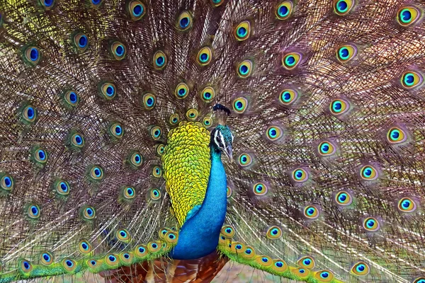 Pfau — Stockfoto