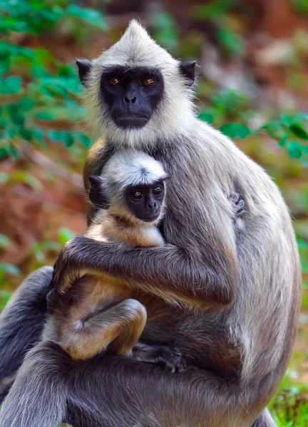 Macaco. — Fotografia de Stock