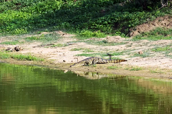 Krokodil — Stockfoto