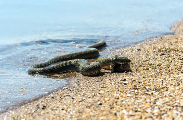 Cobra de água — Fotografia de Stock