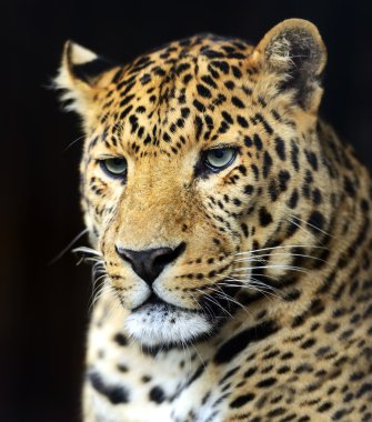 leopar