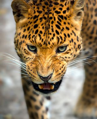 Sri Lanka adasında vahşi doğadaki leopar